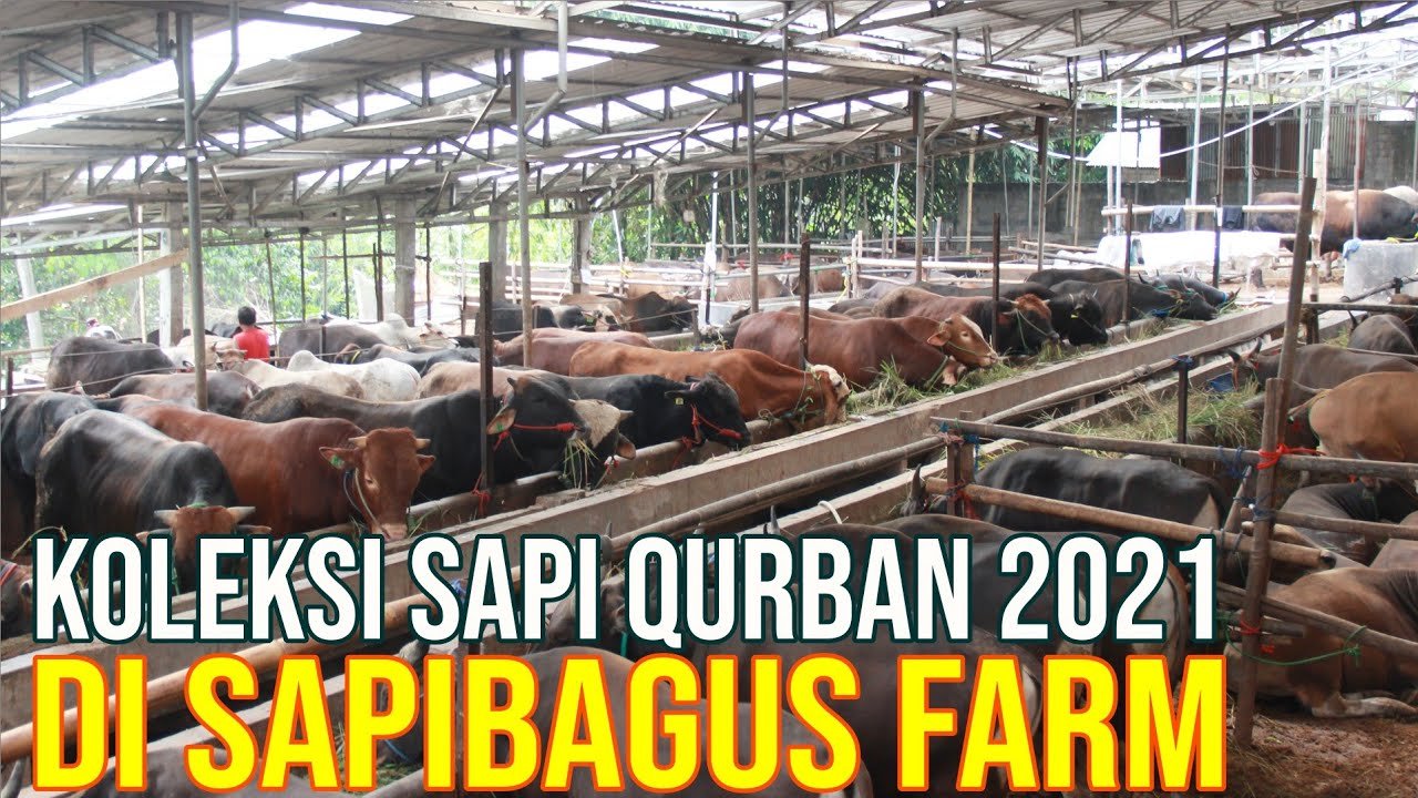 Koleksi Sapi Qurban 2021 Di Sapibagus Farm.jpg